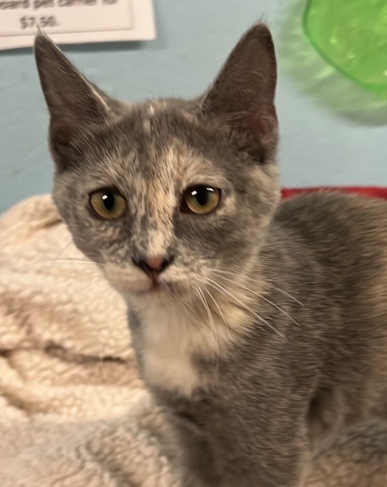 Piper